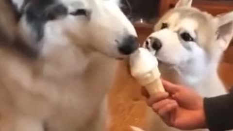 Dogs are eating ice-cream with enjoyment