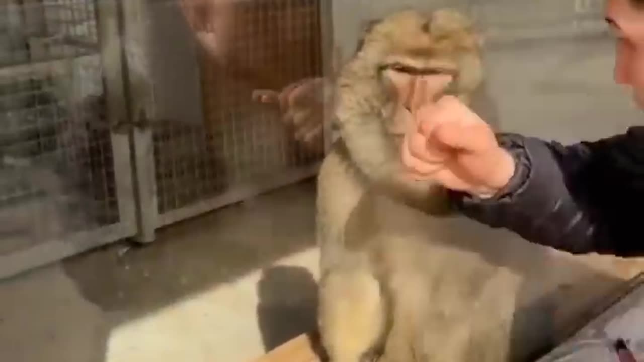 Monkey reaction to magic