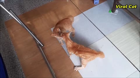 CAT FIGHT