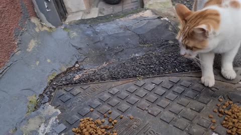 Cute orange male cat with cool fur