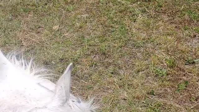 Nothing is as Important as Nap Time for Salty the Horse