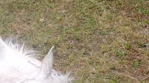 Nothing is as Important as Nap Time for Salty the Horse