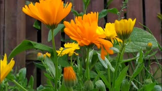 Calendula