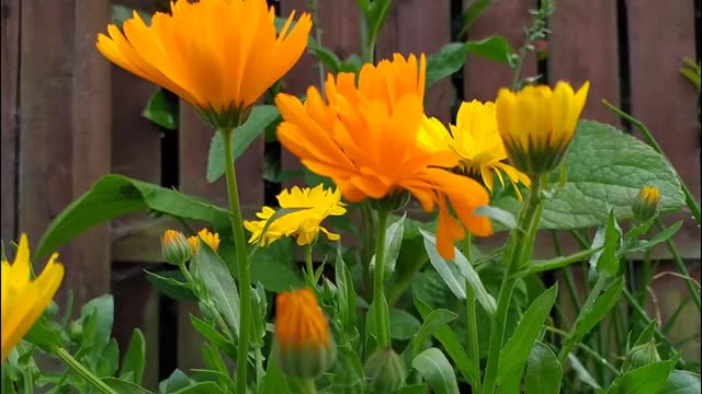 Calendula