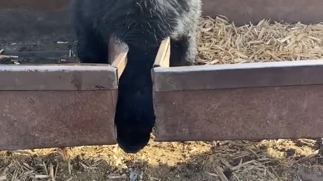 Steer Stuck Between Feeding Troughs