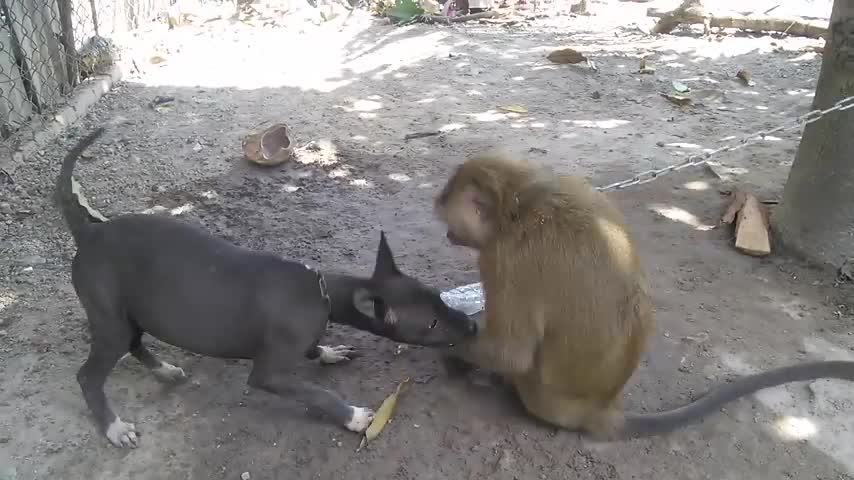 Monkey vs dog fight