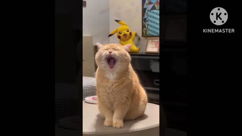 Lovely,❤️❤️cat cute,🤣🤣🐈 videos,😍🥰baby cat video