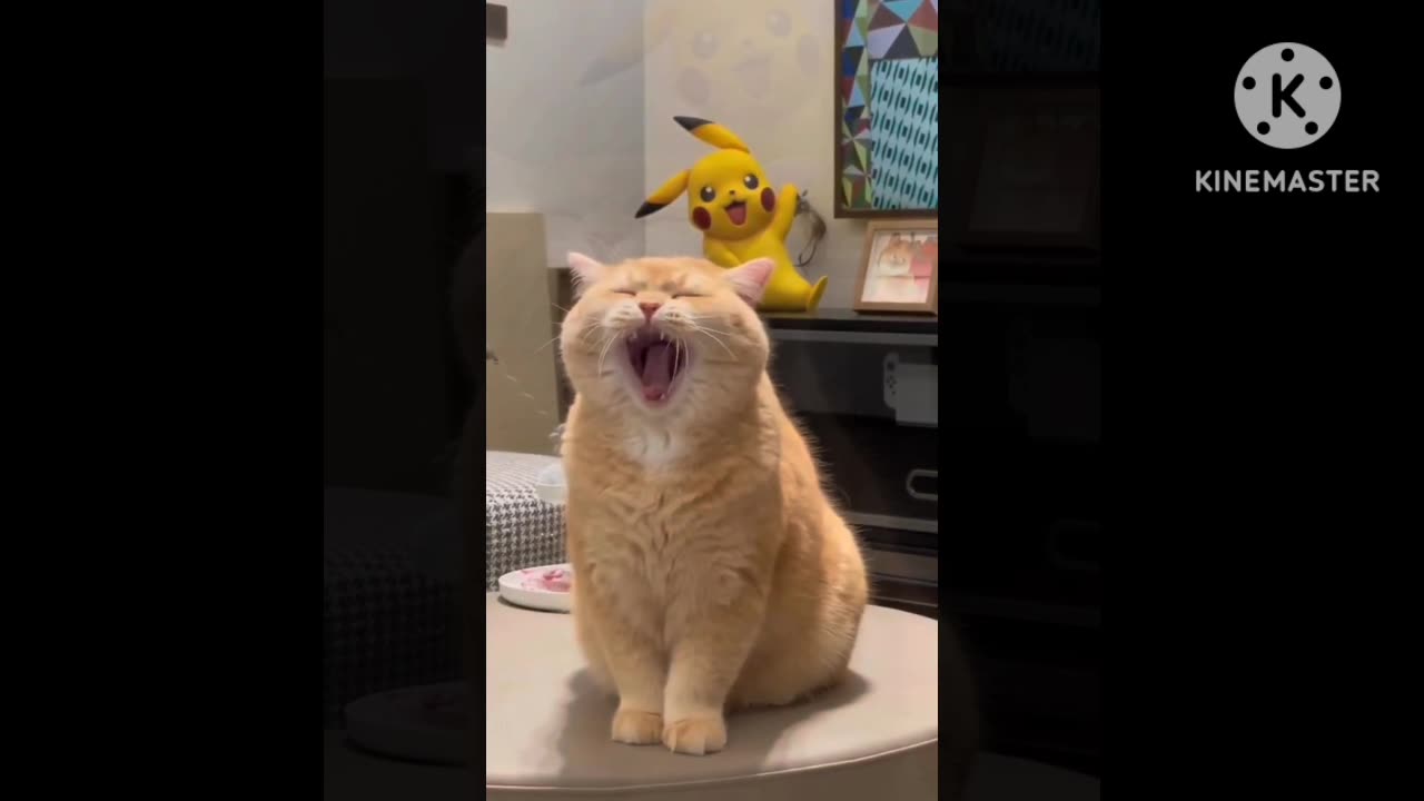 Lovely,❤️❤️cat cute,🤣🤣🐈 videos,😍🥰baby cat video