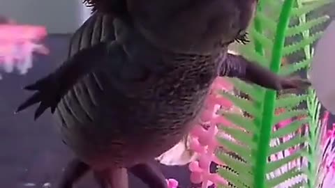 Oh, here he comes