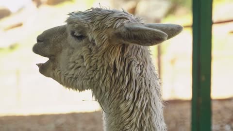 Llama Voice Mail #funny