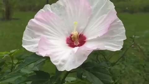 Hibiscus moscheutos