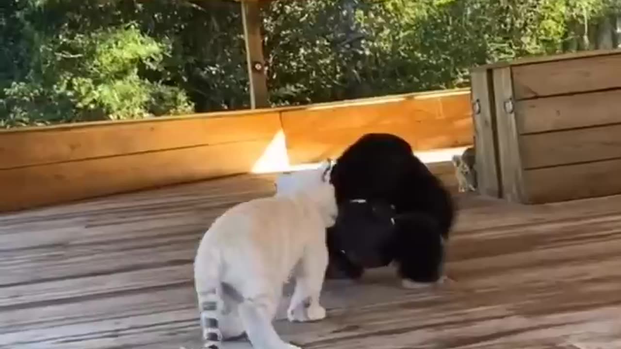 Must see!!!!***cute baby animals 😍