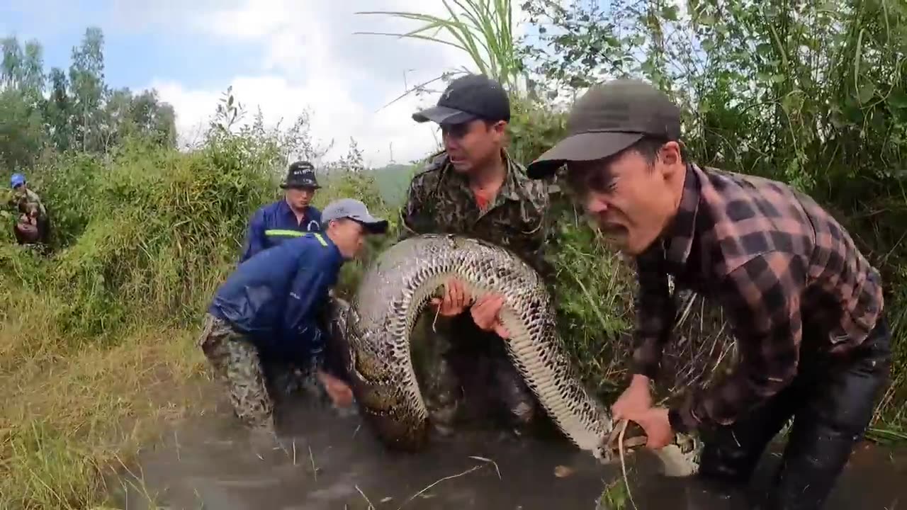 Horror Battle With Giant ANACONDA Monster 7m Long Weight 200kg