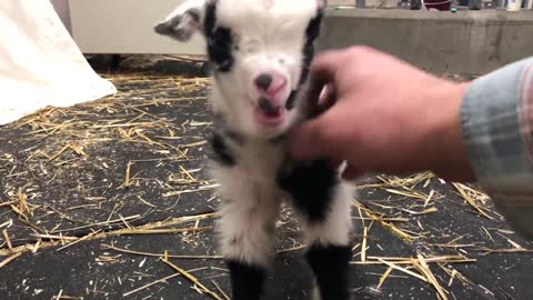 Baby Goat Making Cute Noise