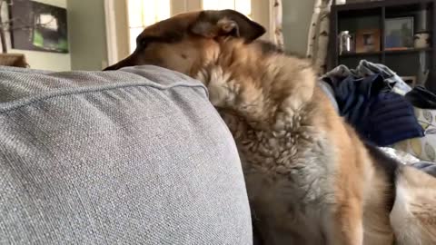 German Shepherd annoyed while cat caught in the middle