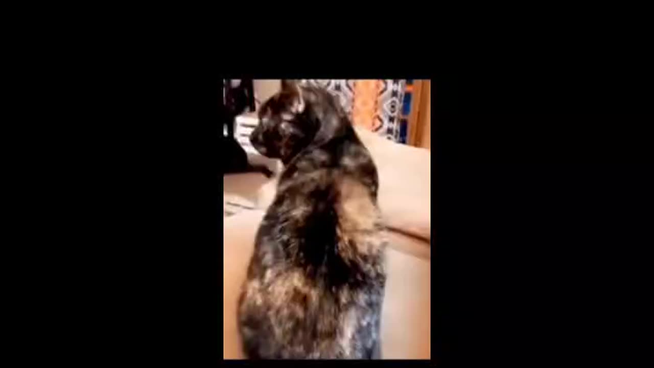 Best funny animals videos