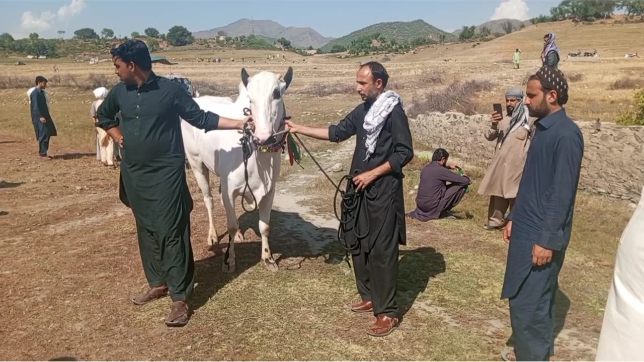 Bull race in village