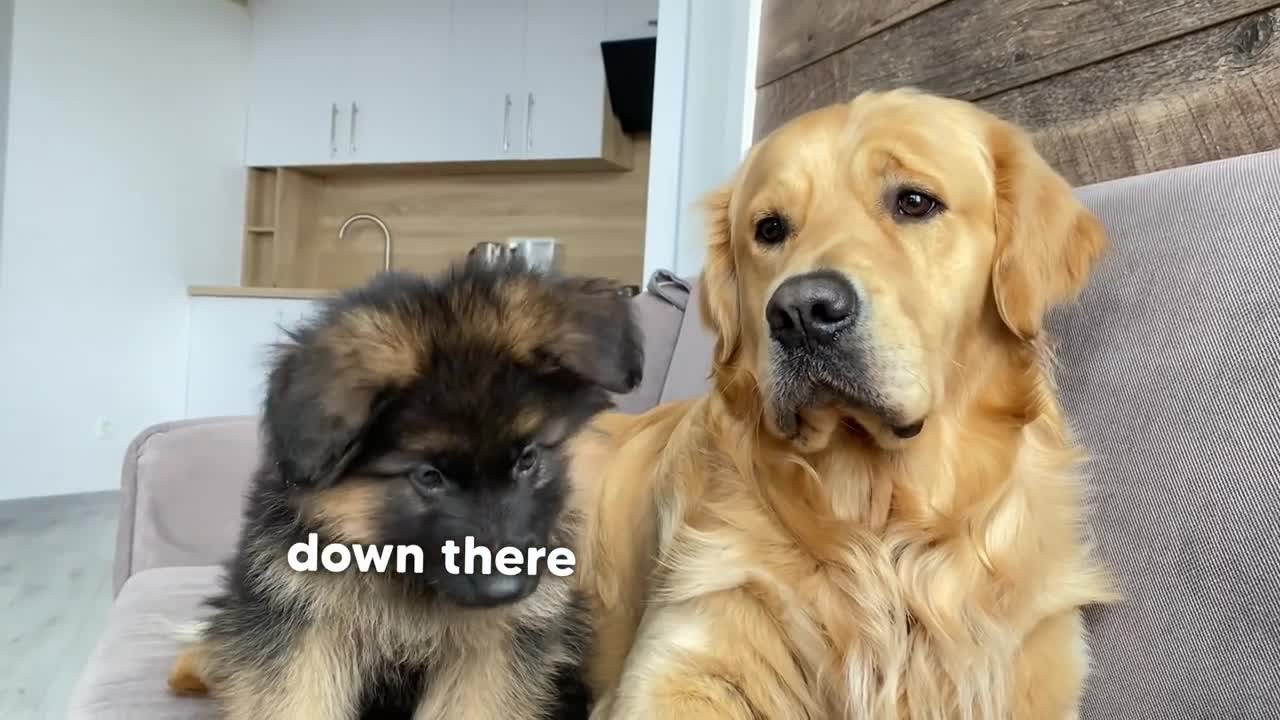 My German Shepherd Puppy Has an Argument with My Dog