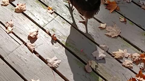 That Time A Chicken Broke Into Our House. What Just Happened? Is This Even Real Life? #chickens #dog