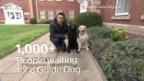 Bilingual Finnish guide dogs help out amid UK canine labour shortage 5 News