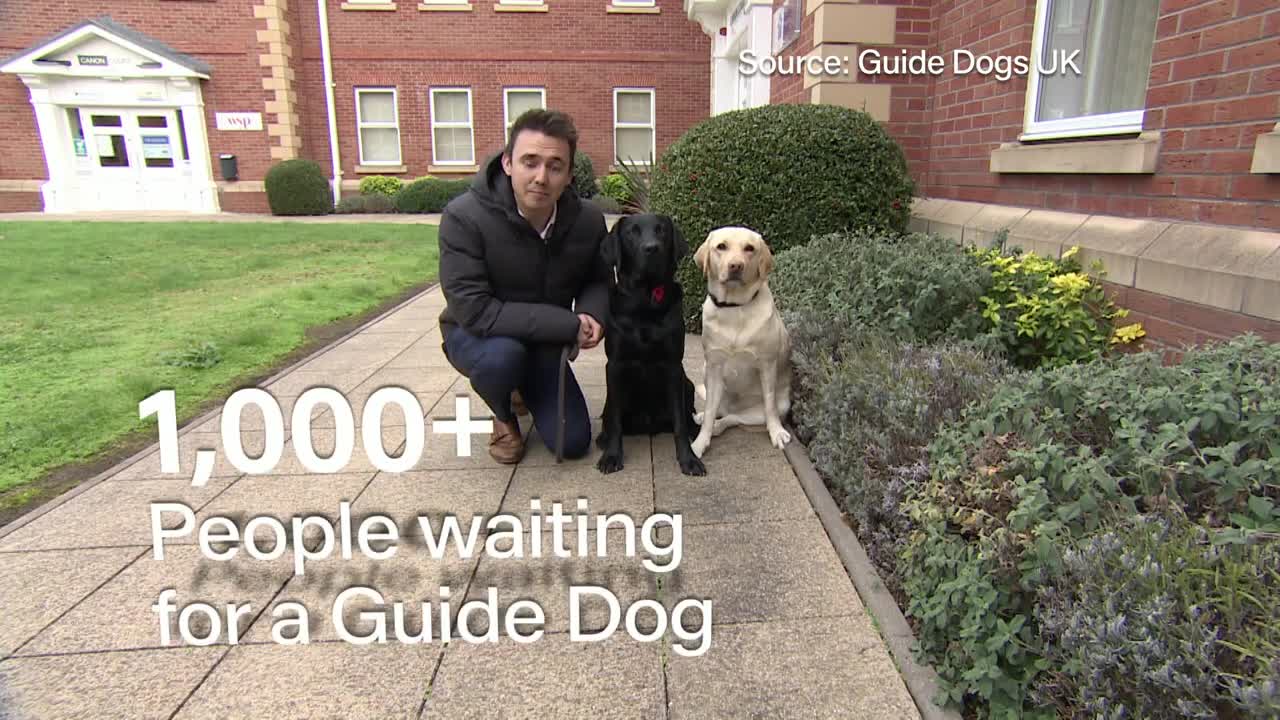 Bilingual Finnish guide dogs help out amid UK canine labour shortage 5 News