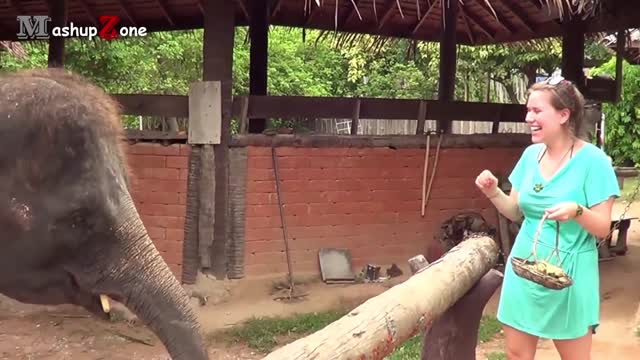 Cute Baby Elephant - A Cute And Funny Baby Elephant Videos Compilation || NEW HD