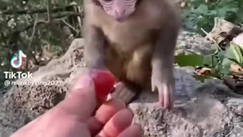 Funny Animal Videos - Baby Animals Edition