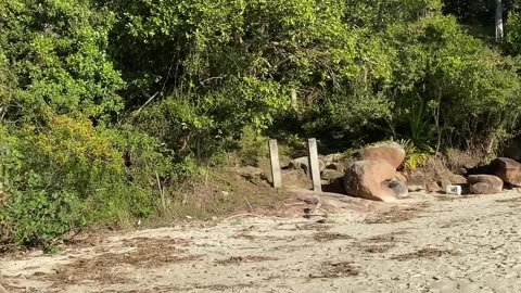 21/28 - Experiência imersiva pelas Praias de Governador Celso Ramos até a Praia das Conchas