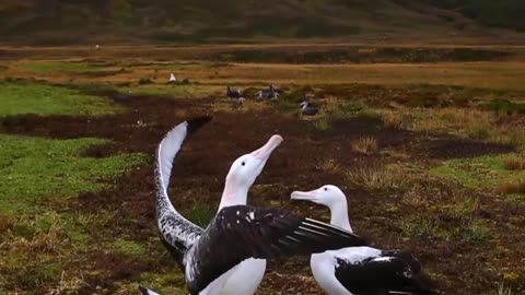 Albatrosses