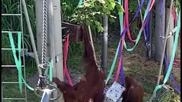 Orangutans are lazy and not as lively as monkeys