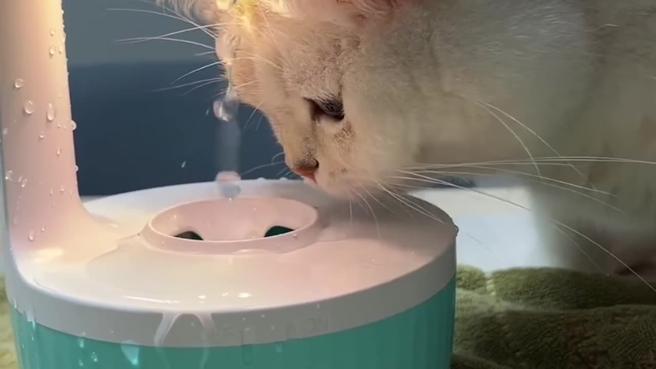 Cat Drinking a water & enjoying his mom.🐶👺😀