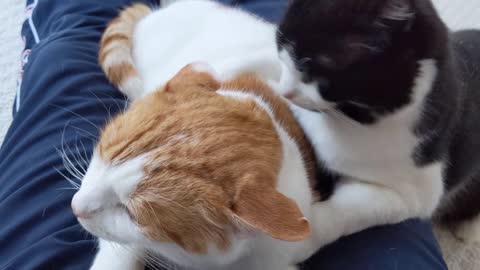 Jealous Cat Doesn't like It When Other Cat Sits On Owners Lap (6)