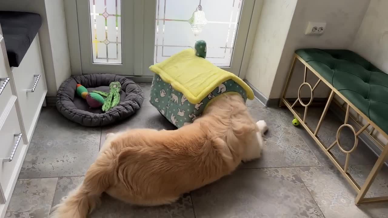 Golden Retriever Decided that this Cat House is for Him