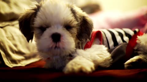 5-month-old baby shih tzu cut hair for the first time! ✂️❤️🐶🌏🏕