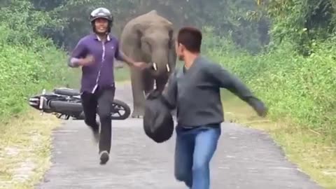 Funny elephant