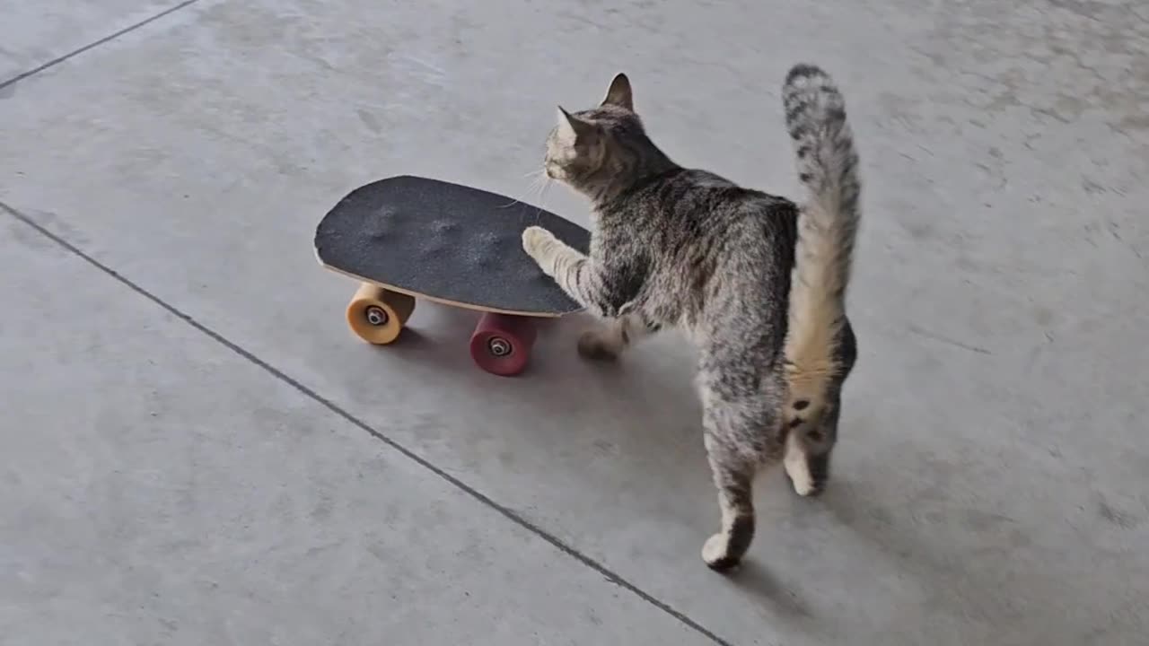 Kibrit The Skateboarding Cat