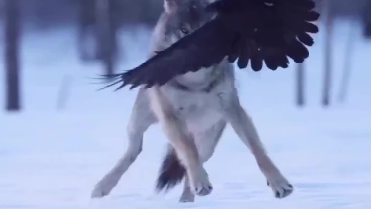 A wolf harassed by a crow