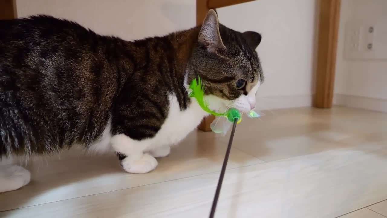 I was playing with kitten Kiki, but the daddy cat came