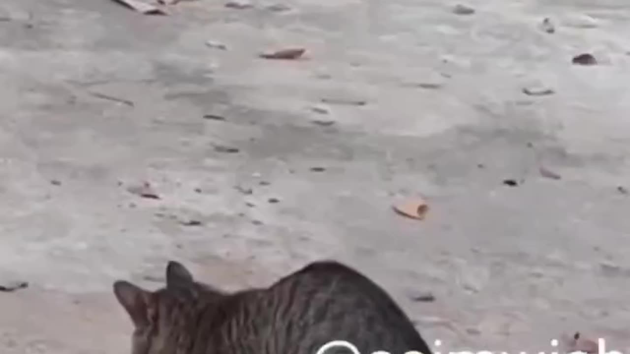 Wait and watch cute cat 😺 fuck outside 😺📍