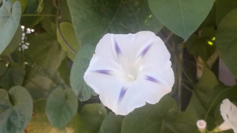 White Morning Glory