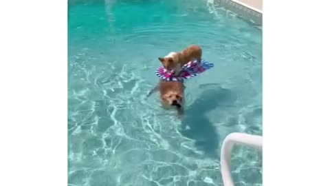 swimming dog