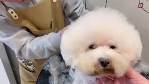 Bichon Frise Puppy Grooming _ Puppy Grooming _ Dog Grooming