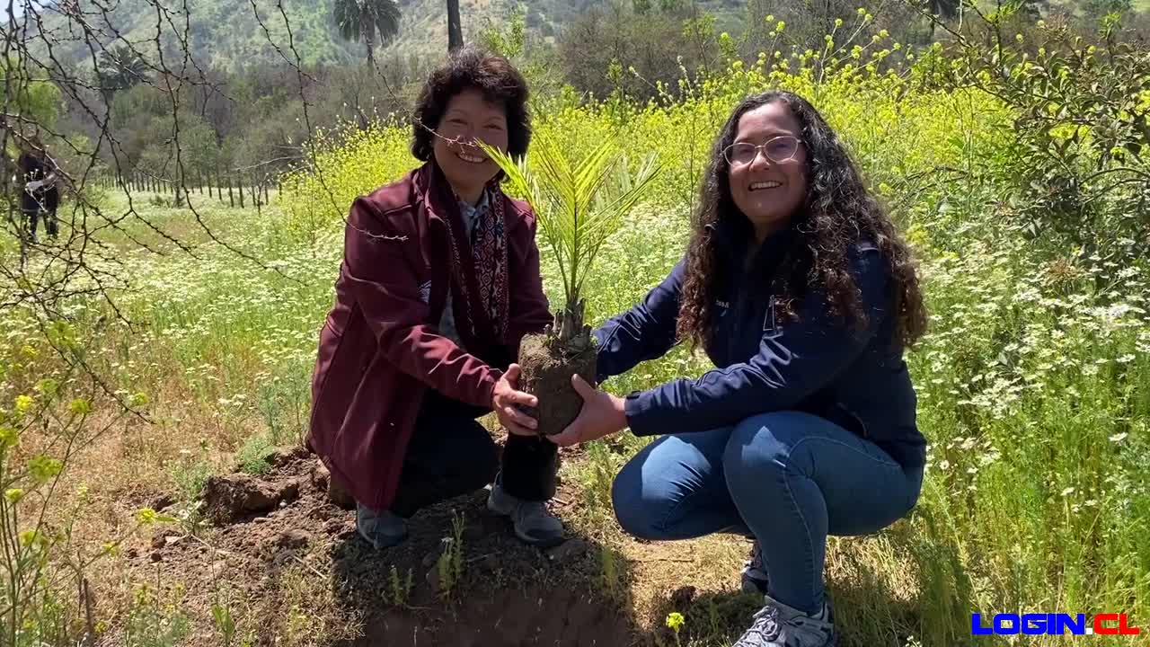 Conaf inicia proceso para restaurar el palmar