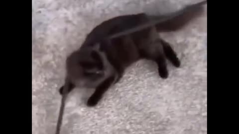 Funniest animal
