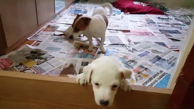 Jack Russell Puppy