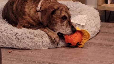 Ruby with her toy