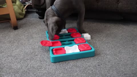 CANE CORSO PUPPY IS A GENIUS! The Best Mental Stimulation For Intelligent Dogs!