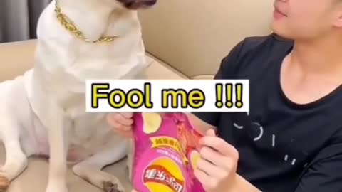 Funny Animals Videos2022 🤣🐶 😻