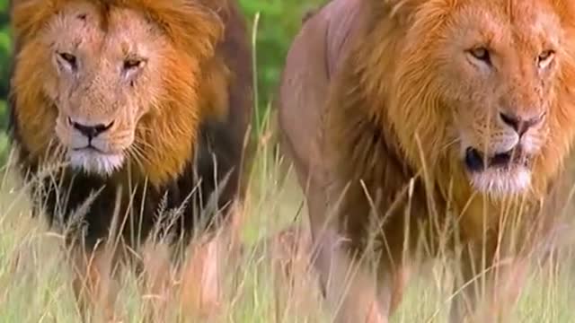 I love lions 🥰❤️