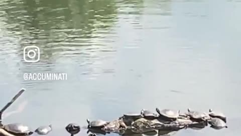 Turtles enjoying the passage of time sunbathing on a branch in a lake